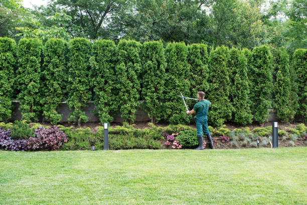 Reliable Gananda, NY Tree Removal and Landscaping Services Solutions